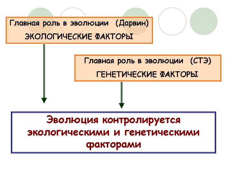 Главная роль в эволюции  (Дарвин) ЭКОЛОГИЧЕСКИЕ ФАКТОРЫ Главная роль в эволюции  (СТЭ)